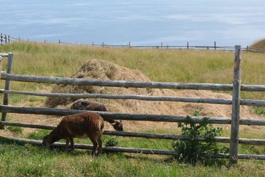Iona Highland Village Scenic and Cultural Tour 4