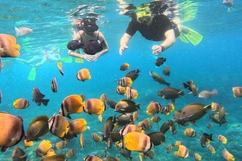 A person snorkeling with a group of fish. 1