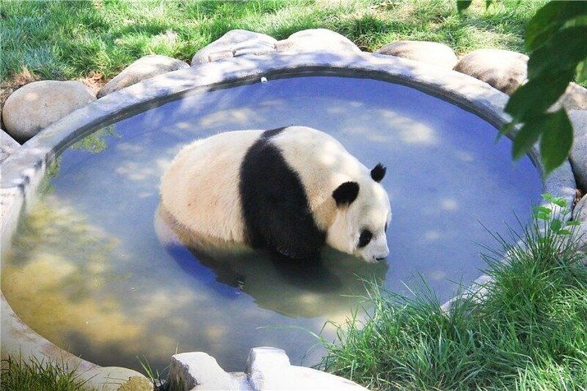 A panda in a pond surrounded by rocks and grass. 4