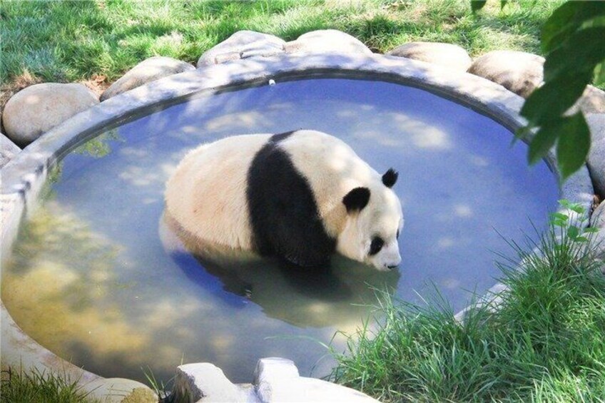 Private Half Day Tour Qizai The World's Only Brown panda 5