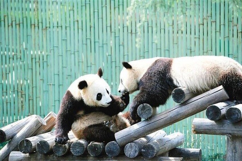 Two pandas on a wooden log structure. 5