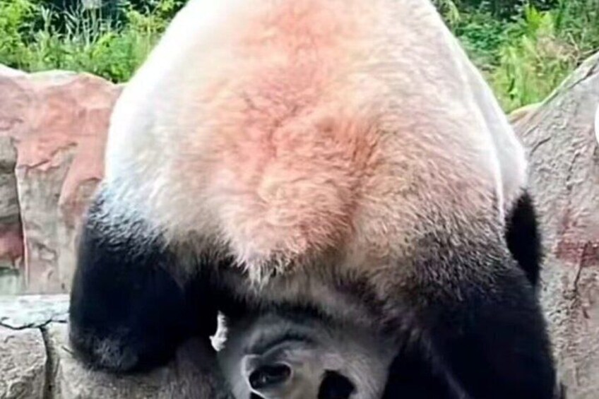 Private Half Day Tour Qizai The World's Only Brown panda 3