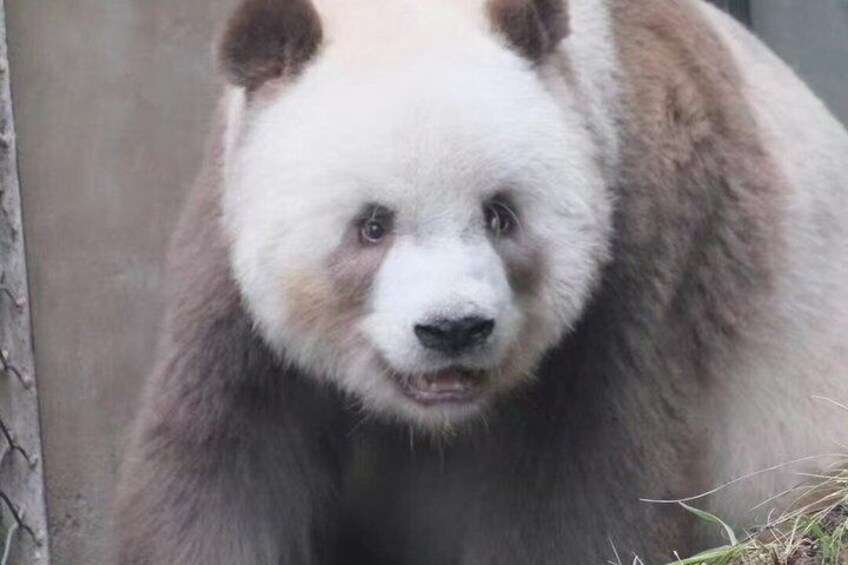 Private Half Day Tour Qizai The World's Only Brown panda 1