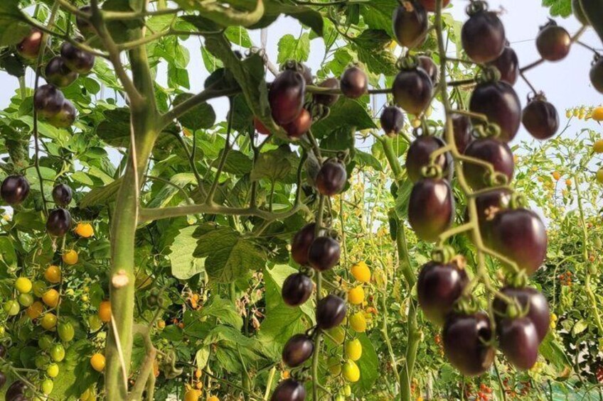 Tour to Pachino and Marzamemi with two Local Producers from Catania 4