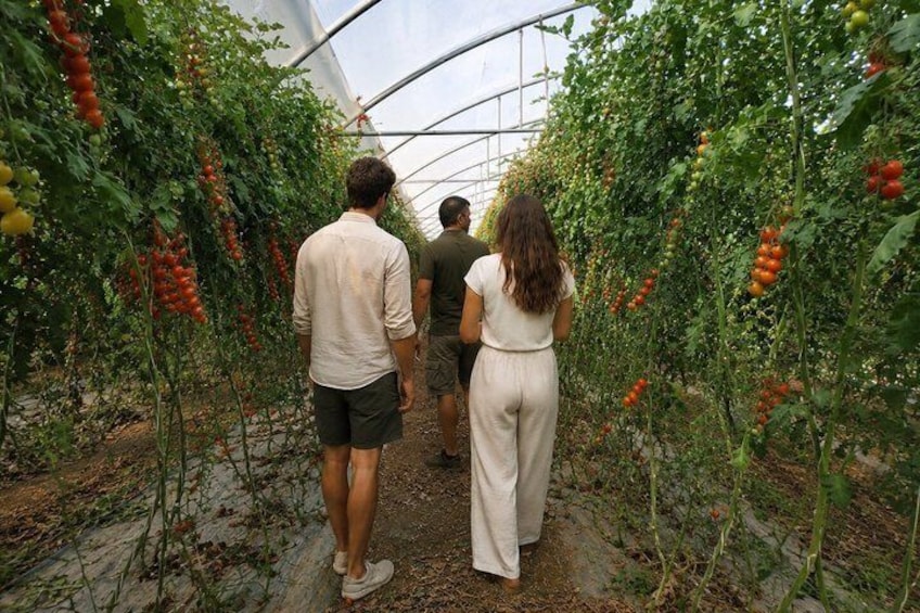 Tour to Pachino and Marzamemi with two Local Producers from Catania 1