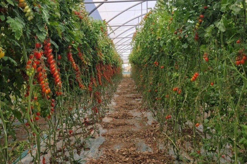 Tour to Pachino and Marzamemi with two Local Producers from Catania 5