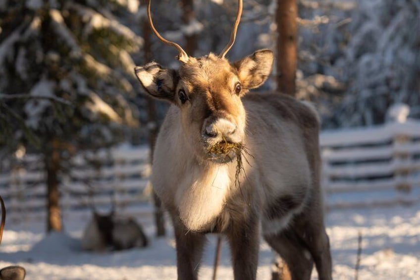 A reindeer in a snowy landscape with trees and a fence. 3