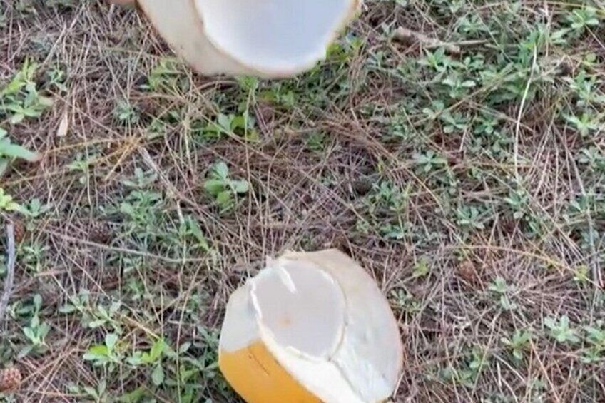 A cracked ceramic pot on the ground surrounded by pine needles and small green plants. 2