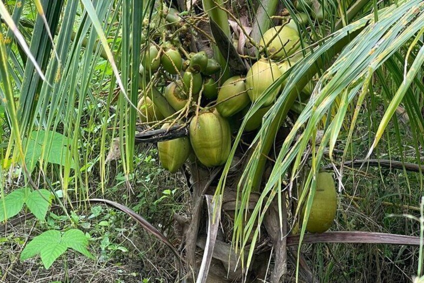 Nassau Coconut Farm Tour 4