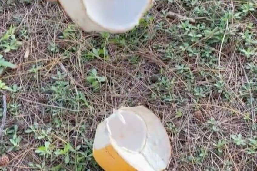 Nassau Coconut Farm Tour 2