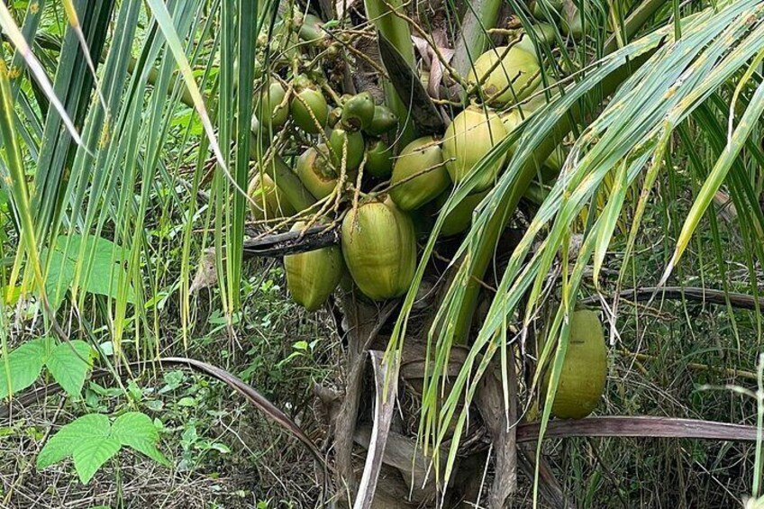 A palm tree with green coconuts and surrounding vegetation. 4