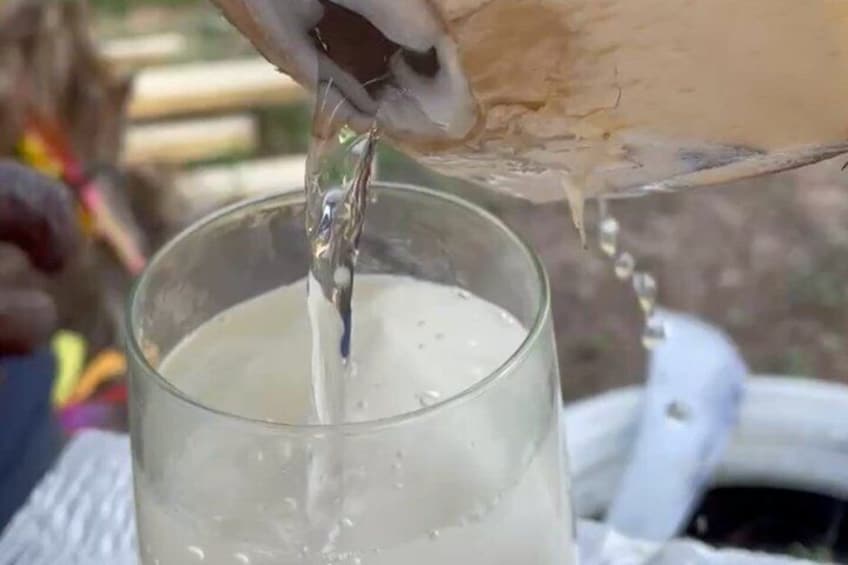 Nassau Coconut Farm Tour 3