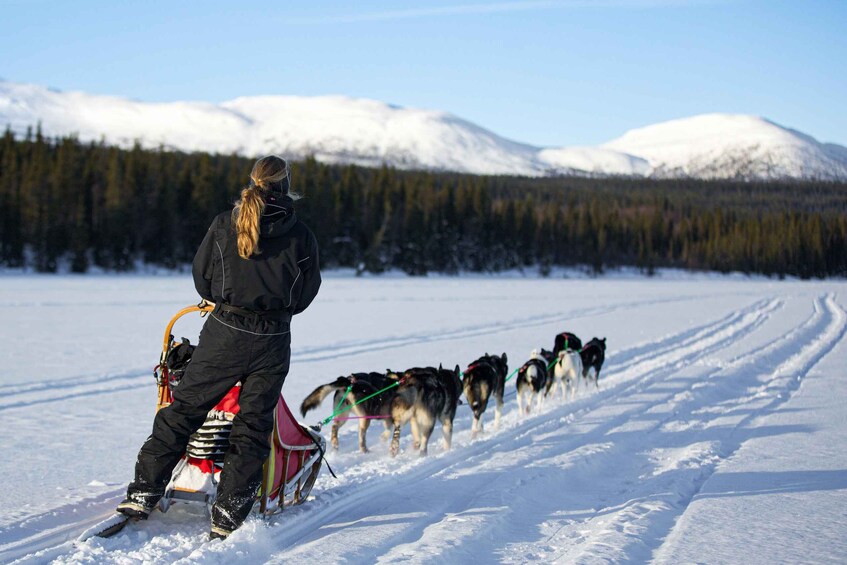 Picture 2 for Activity Bakvattnet: Exclusive Husky Tour – Ansättenfjäll 3