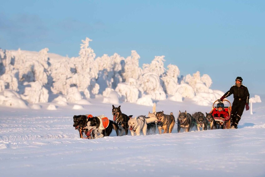 Bakvattnet: Exclusive Husky Tour – Ansättenfjäll 1
