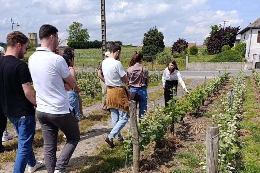 A group of people walking through a garden with rows of plants. 2
