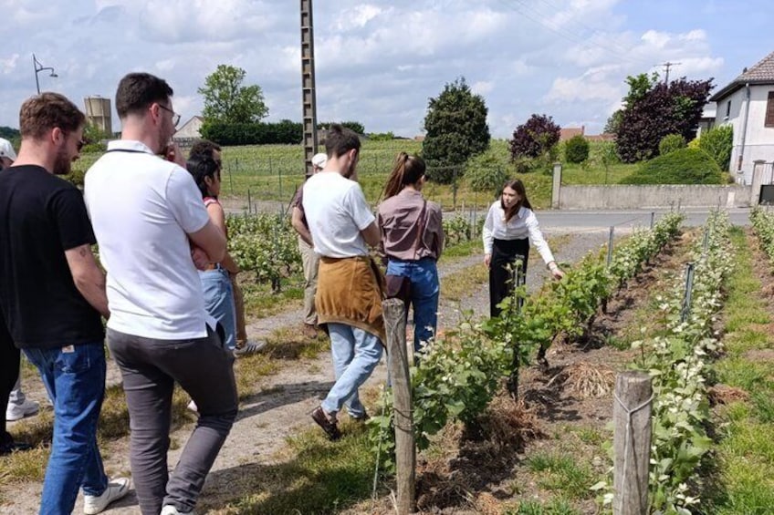 Visit of a family estate of Champagne near Reims 2