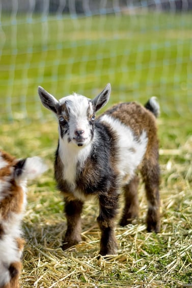 Picture 8 for Activity Gilroy: Back-to-Eden Ranch Petting Zoo Experience 5