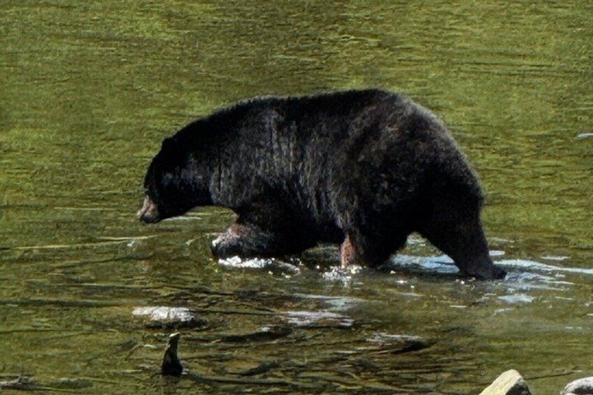 Small-Group Ketchikan Sightseeing Tour 4