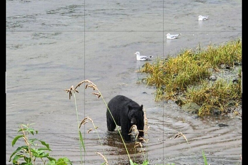 A bear in a body of water with reeds and seagulls in the background. 2