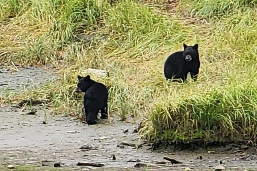 Two black bears in a grassy area with some rocks and water. 3