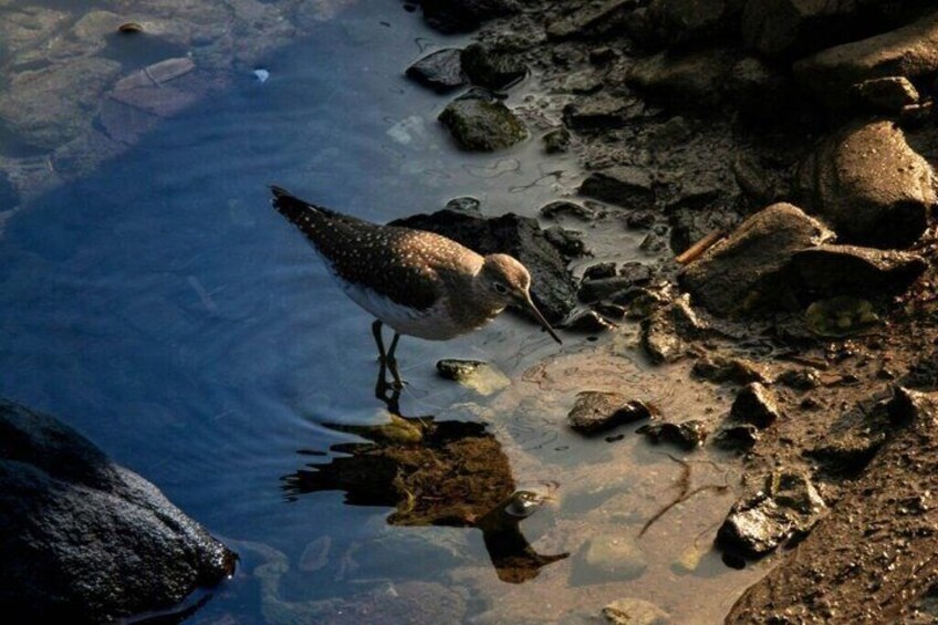 A bird standing on rocks near a body of water. 3