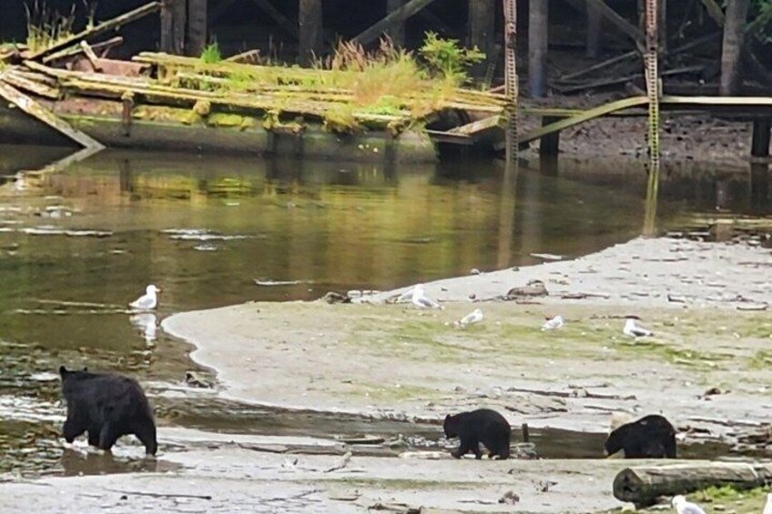 A riverbank with bears and a bird. 5