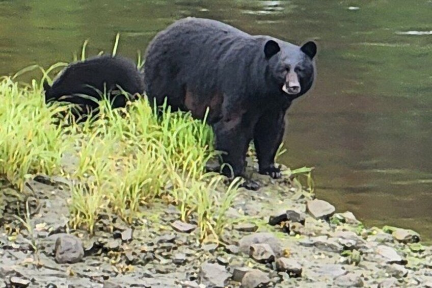 A black bear standing on a rocky shore near water. 5