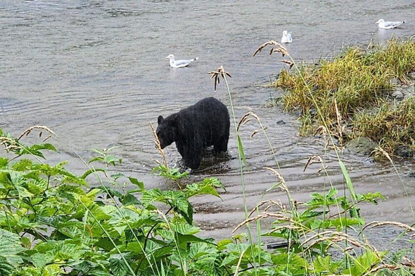 Small-Group Ketchikan Sightseeing Tour 3