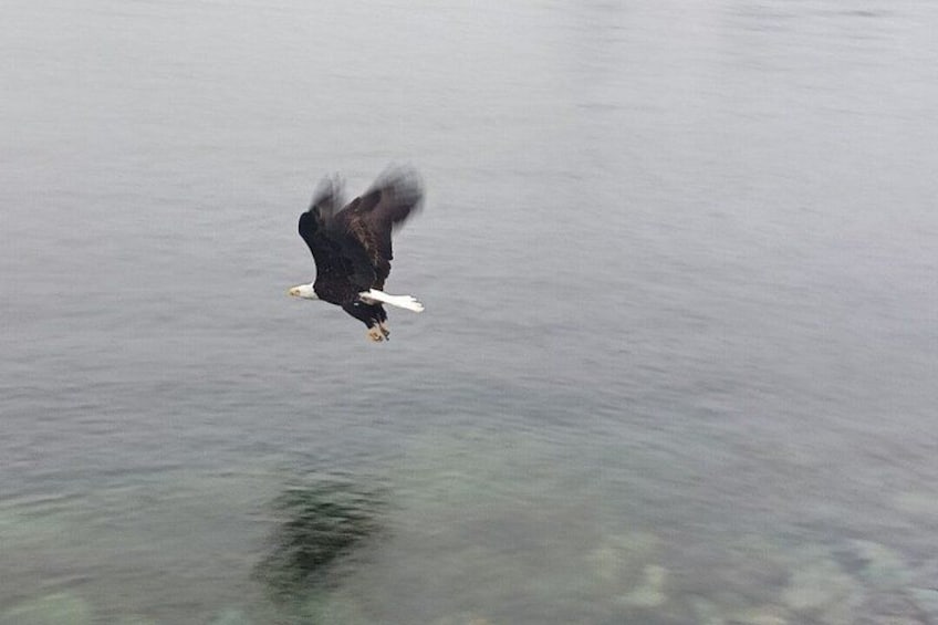 A bird flying over a body of water. 4