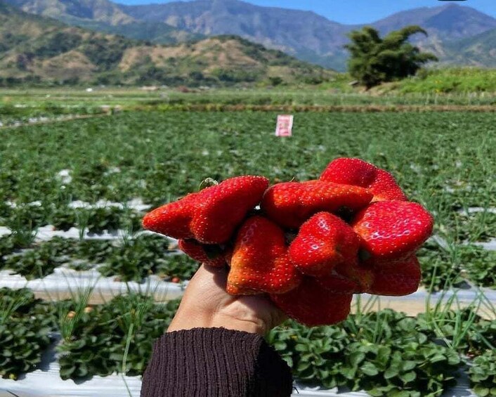 Picture 9 for Activity Sembalun Strawberry Farm, Selong Hill & Traditional House 3