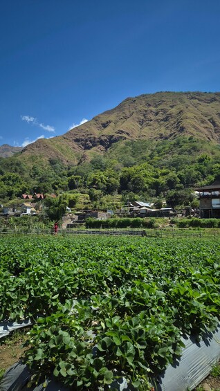 A strawberry field with a mountain in the background. 2