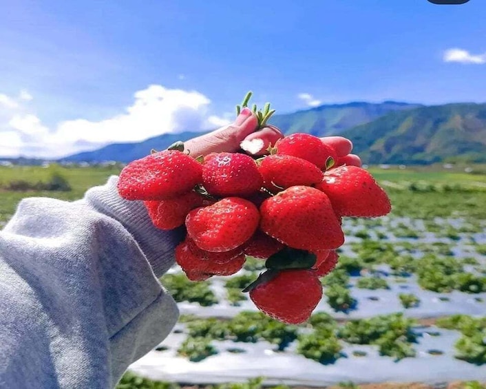 A person holding a bunch of strawberries with a field and mountains in the background. 1