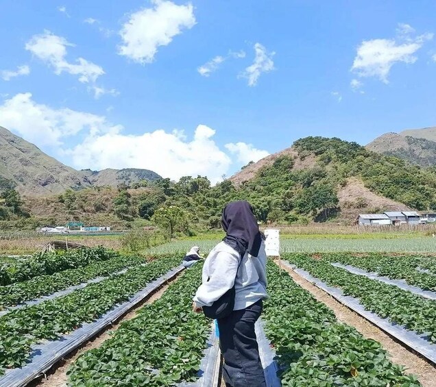 Picture 10 for Activity Sembalun Strawberry Farm, Selong Hill & Traditional House 2