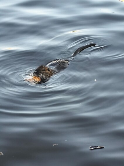 A bird swimming in water. 3