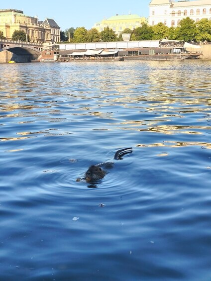 A river with ripples and a person swimming. In the background, there are buildings and a bridge. 4