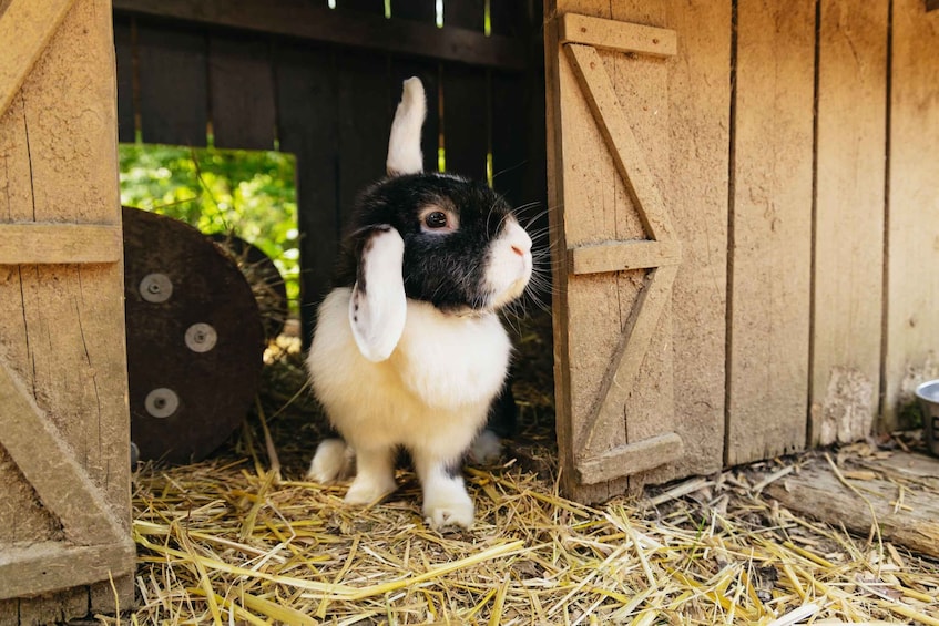 A rabbit inside a wooden structure with hay on the ground. 1