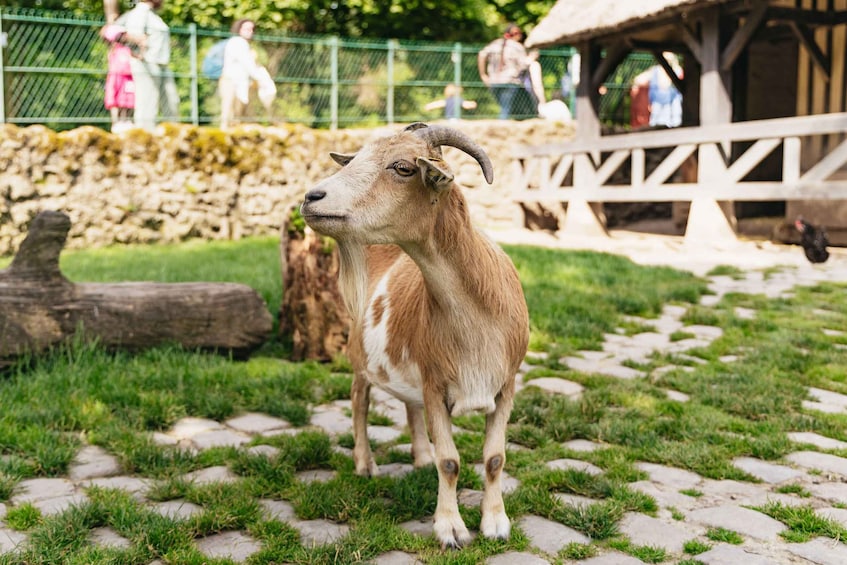 A goat in a grassy enclosure with a stone path and a wooden fence. 5