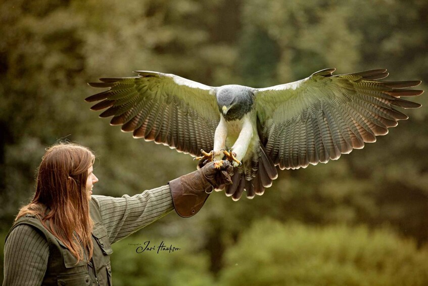 VIP falconry taster session 2
