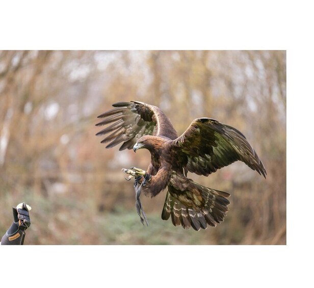 Picture 6 for Activity VIP falconry taster session 5