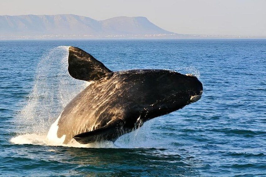 A whale breaching the ocean surface with mountains in the background. 2