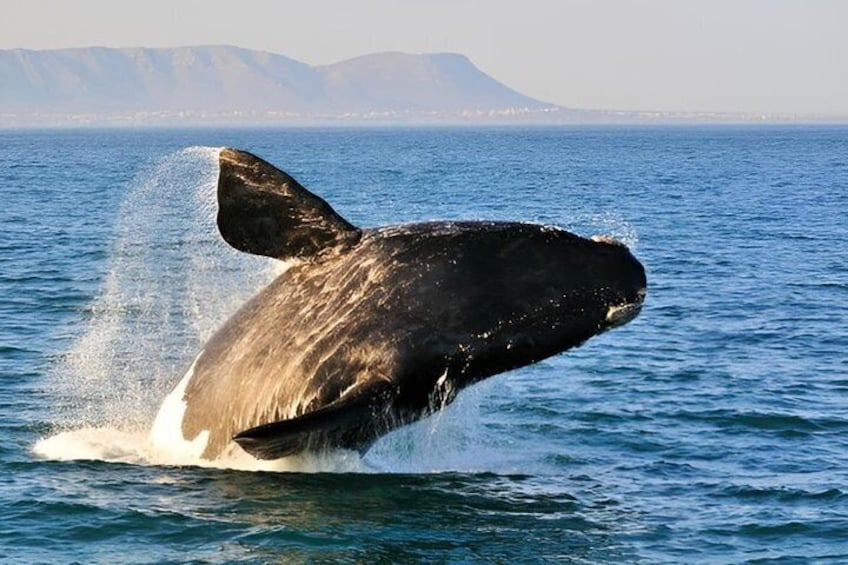 3-Day Garden Route Safari & Coastal Adventure 2