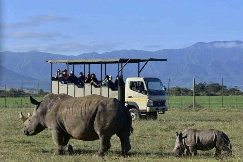 A safari vehicle with passengers observing wildlife, including a large rhinoceros and a smaller one, in a grassy field with mountains in the background. 4