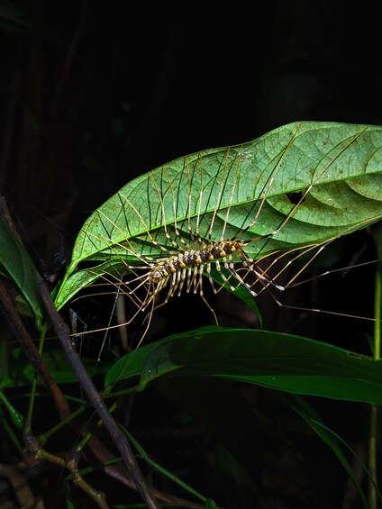 Picture 8 for Activity Shah Alam: Guided Night Jungle Wildlife Walk 3
