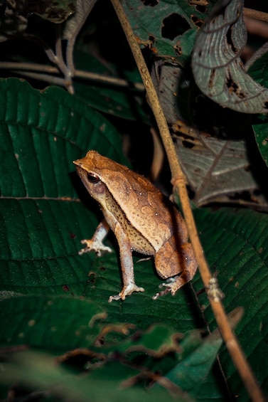 Picture 4 for Activity Shah Alam: Guided Night Jungle Wildlife Walk 5