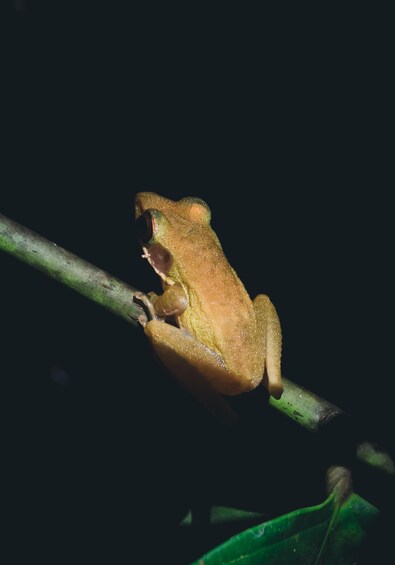 Picture 2 for Activity Shah Alam: Guided Night Jungle Wildlife Walk 2
