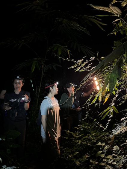 Shah Alam: Guided Night Jungle Wildlife Walk 1