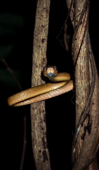 Picture 3 for Activity Shah Alam: Guided Night Jungle Wildlife Walk 4