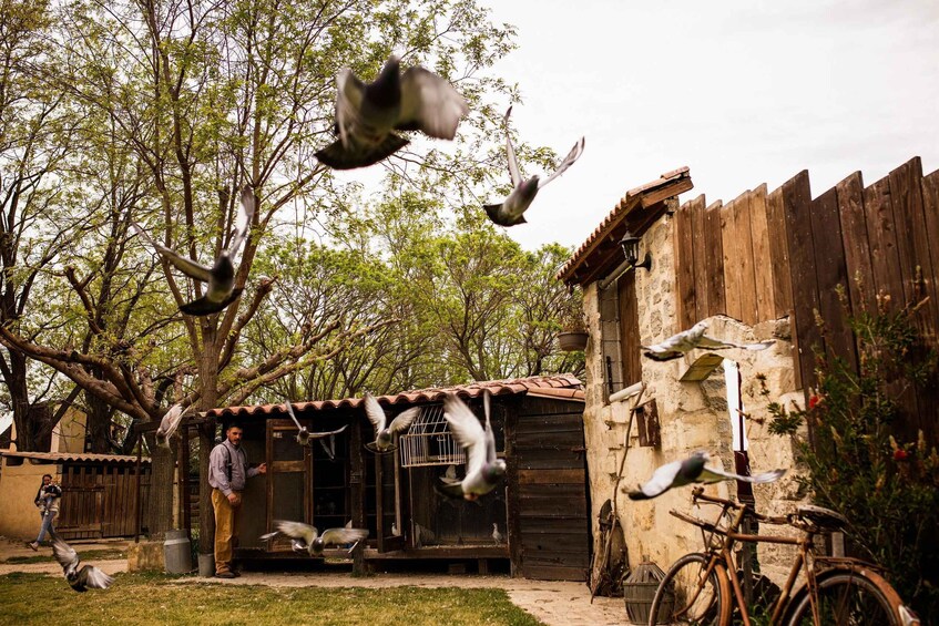 Picture 2 for Activity Beaucaire: Le Vieux Mas Park & Time-Travel Shows 4