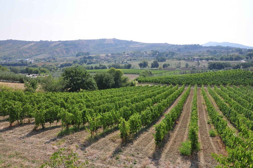 Picture 5 for Activity San Marino: Hands-on cooking class in the countryside 5
