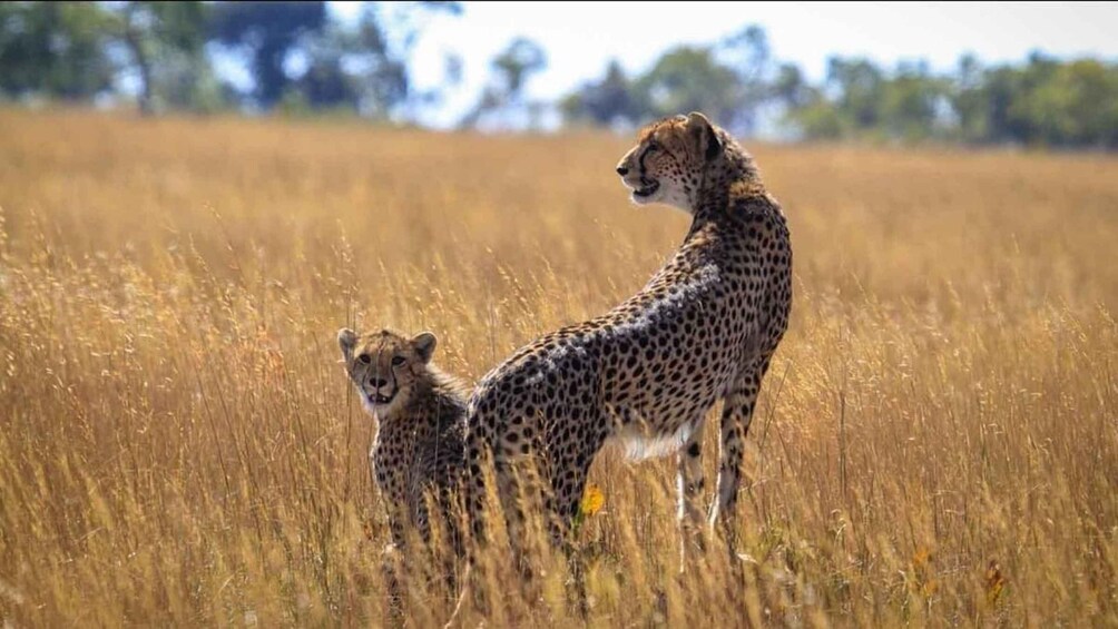 Picture 1 for Activity Lusaka: Guided Safari with Elephant and Cheetah Interaction 3